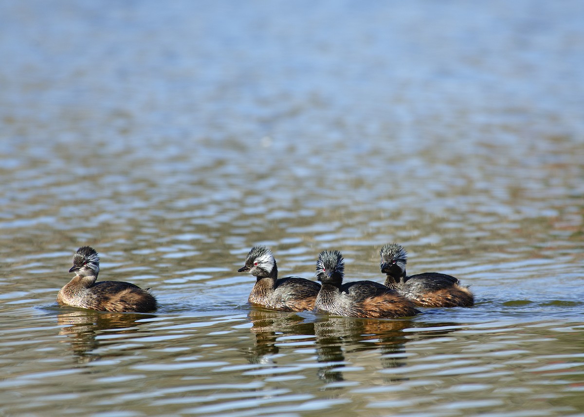 White-tufted Grebe - ML259255601