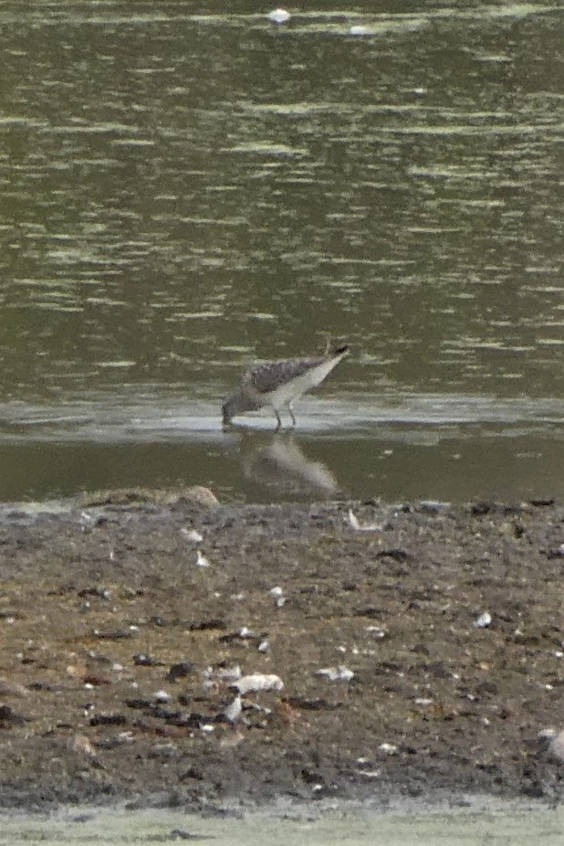 Stilt Sandpiper - ML259256581