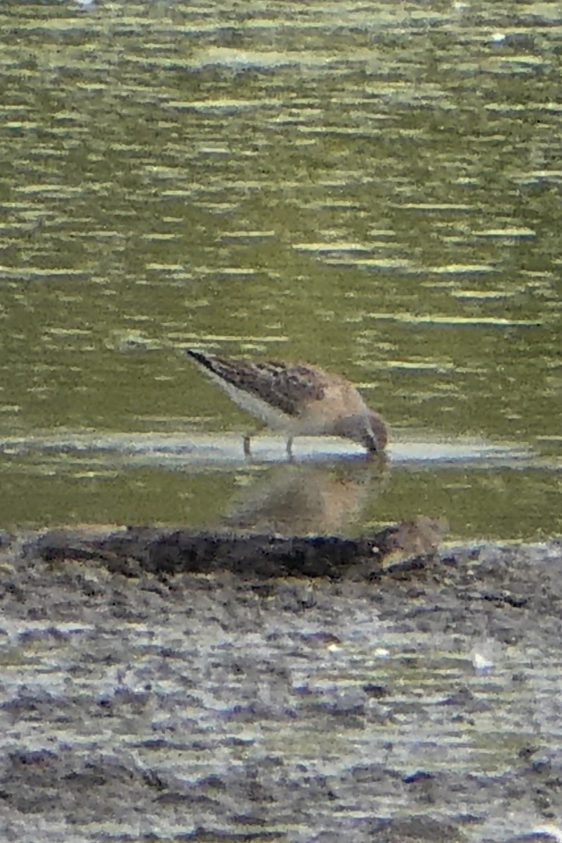 Stilt Sandpiper - ML259256591