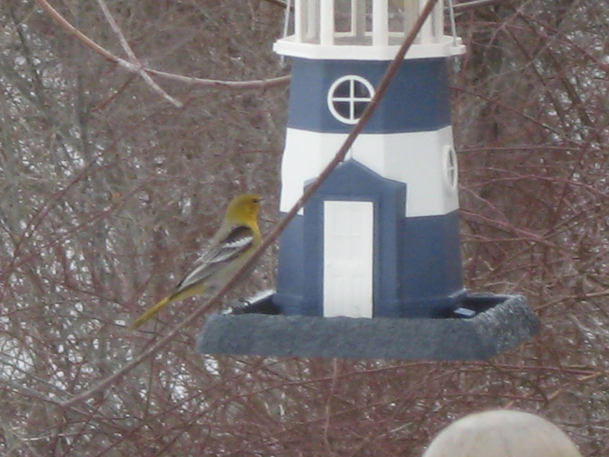 Bullock's Oriole - ML25925701