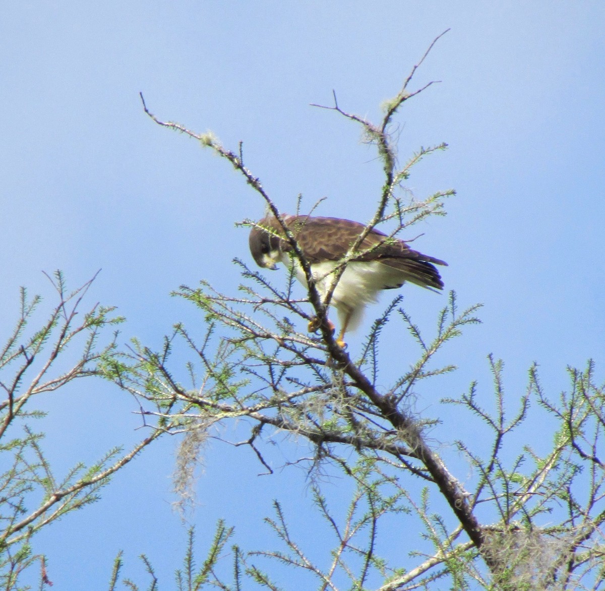 Short-tailed Hawk - ML25925871