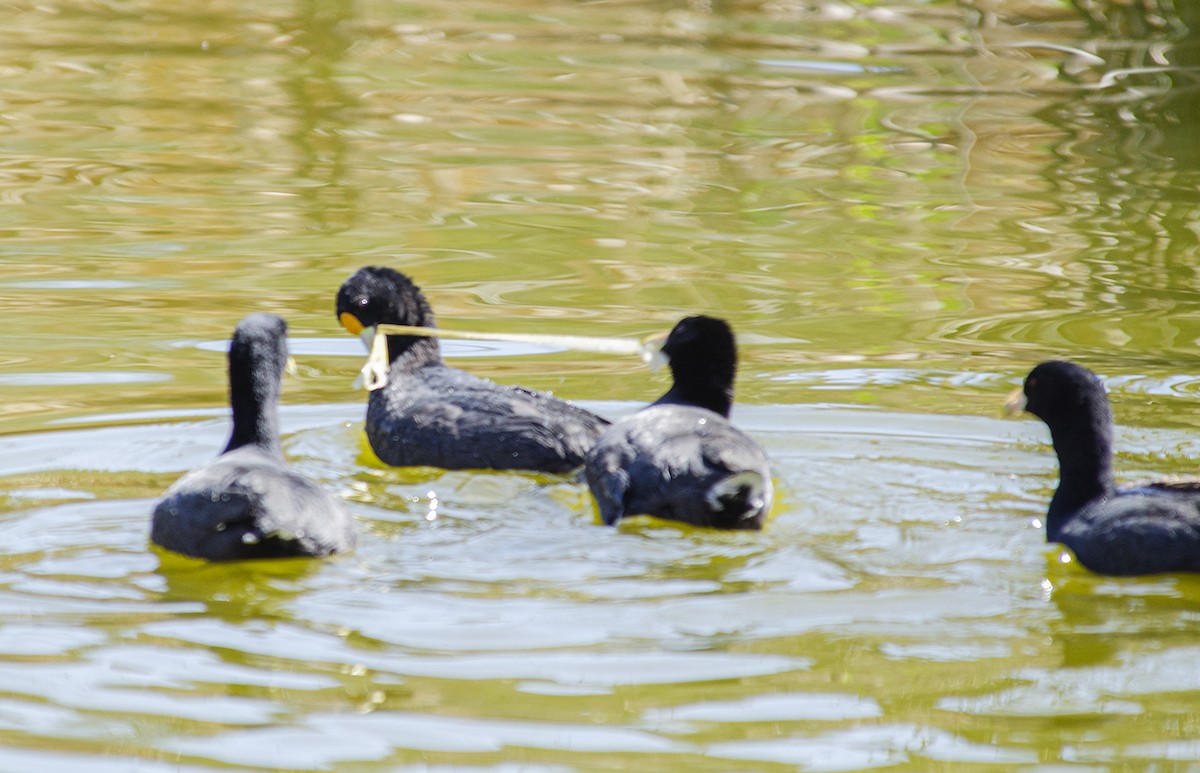 White-winged Coot - ML259259561