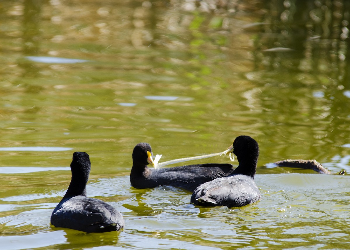 White-winged Coot - ML259259781