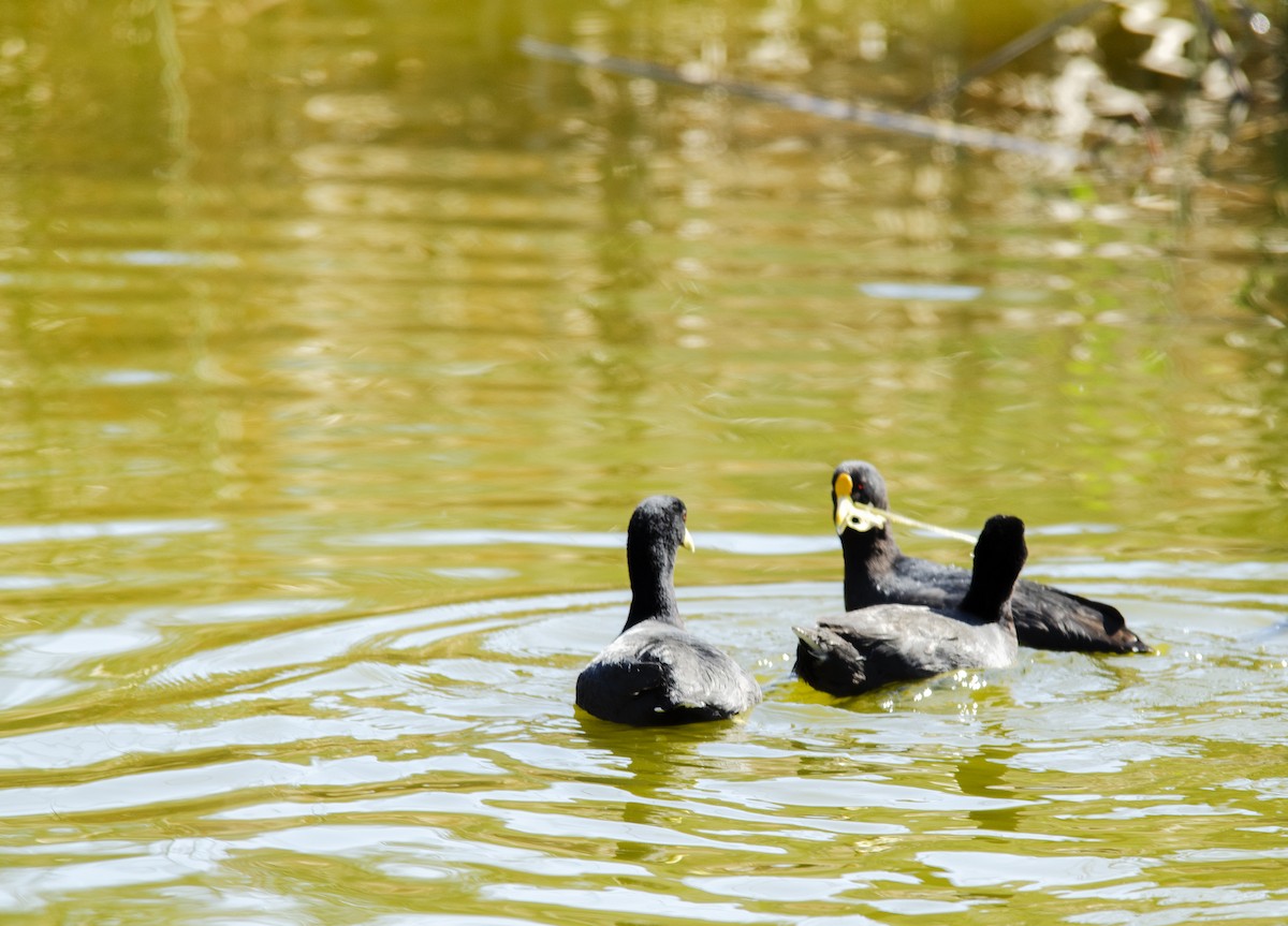 White-winged Coot - ML259259841