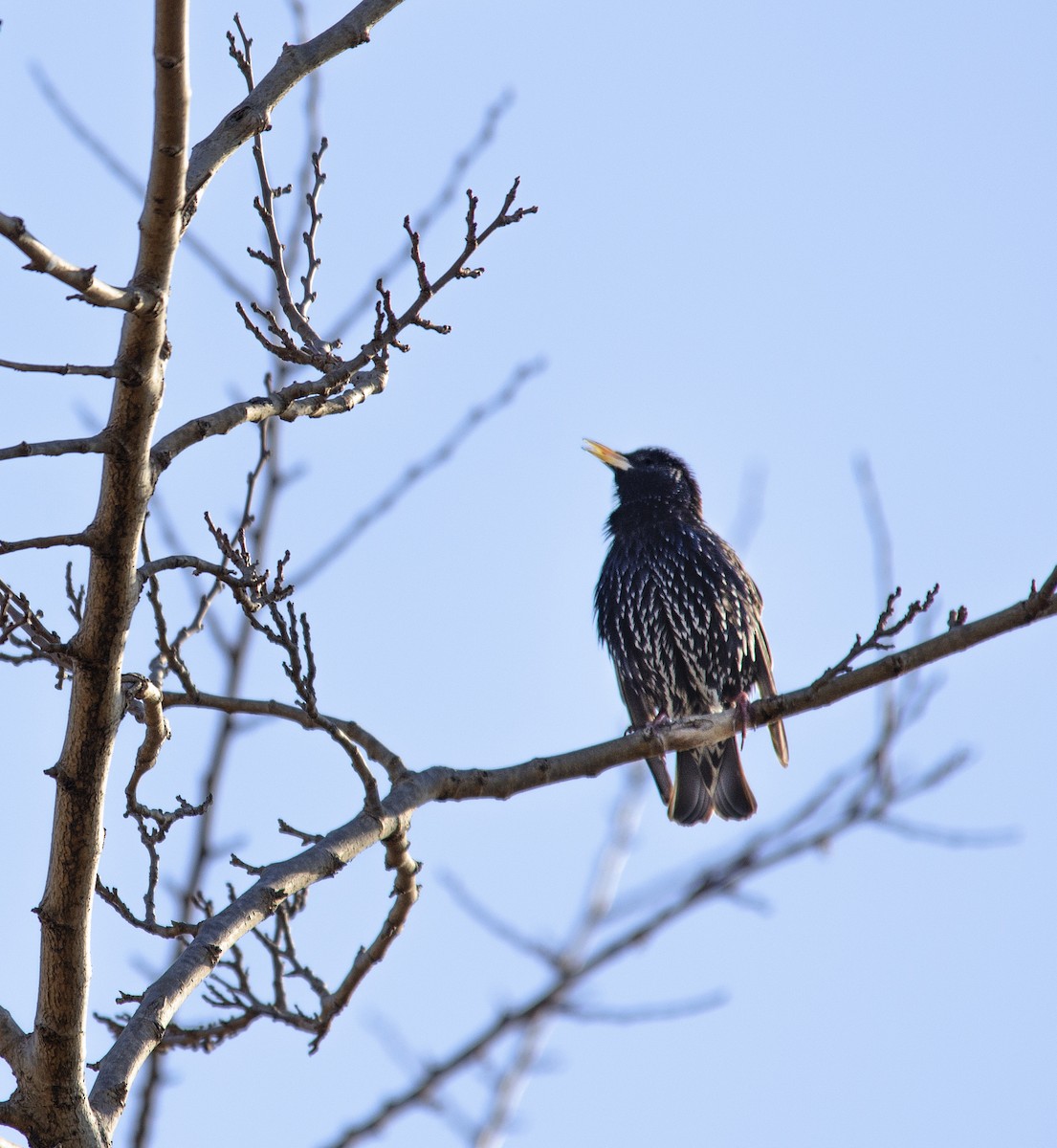 European Starling - ML259262101