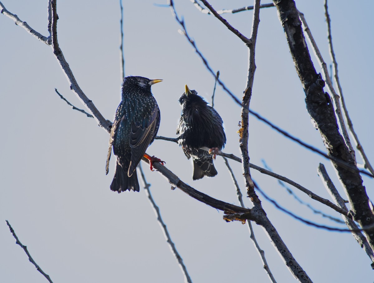 European Starling - ML259262201