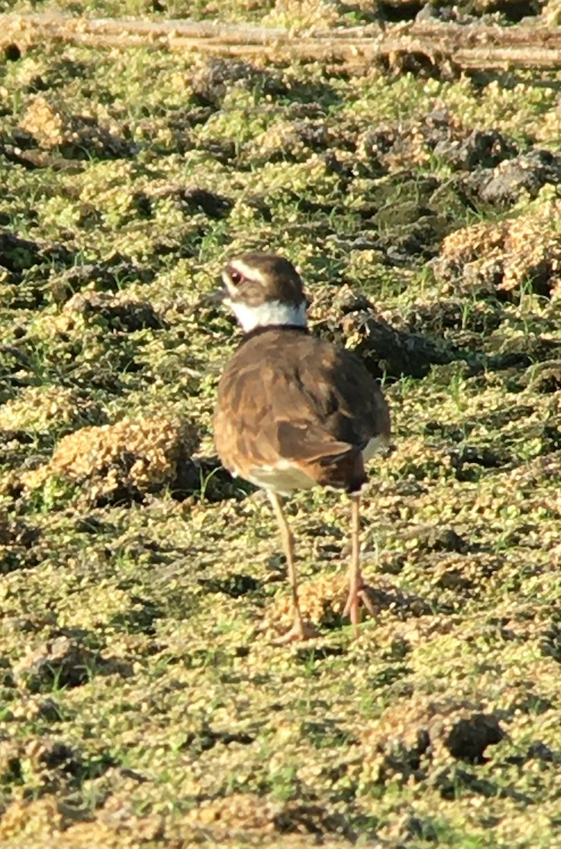 Killdeer - ML259262621