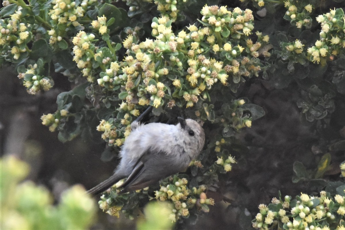 Bushtit - ML259263321