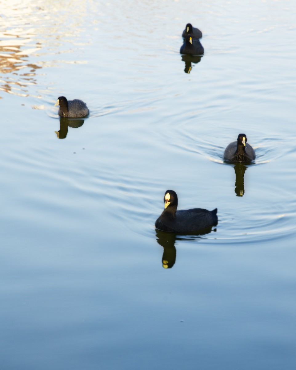 White-winged Coot - ML259266961