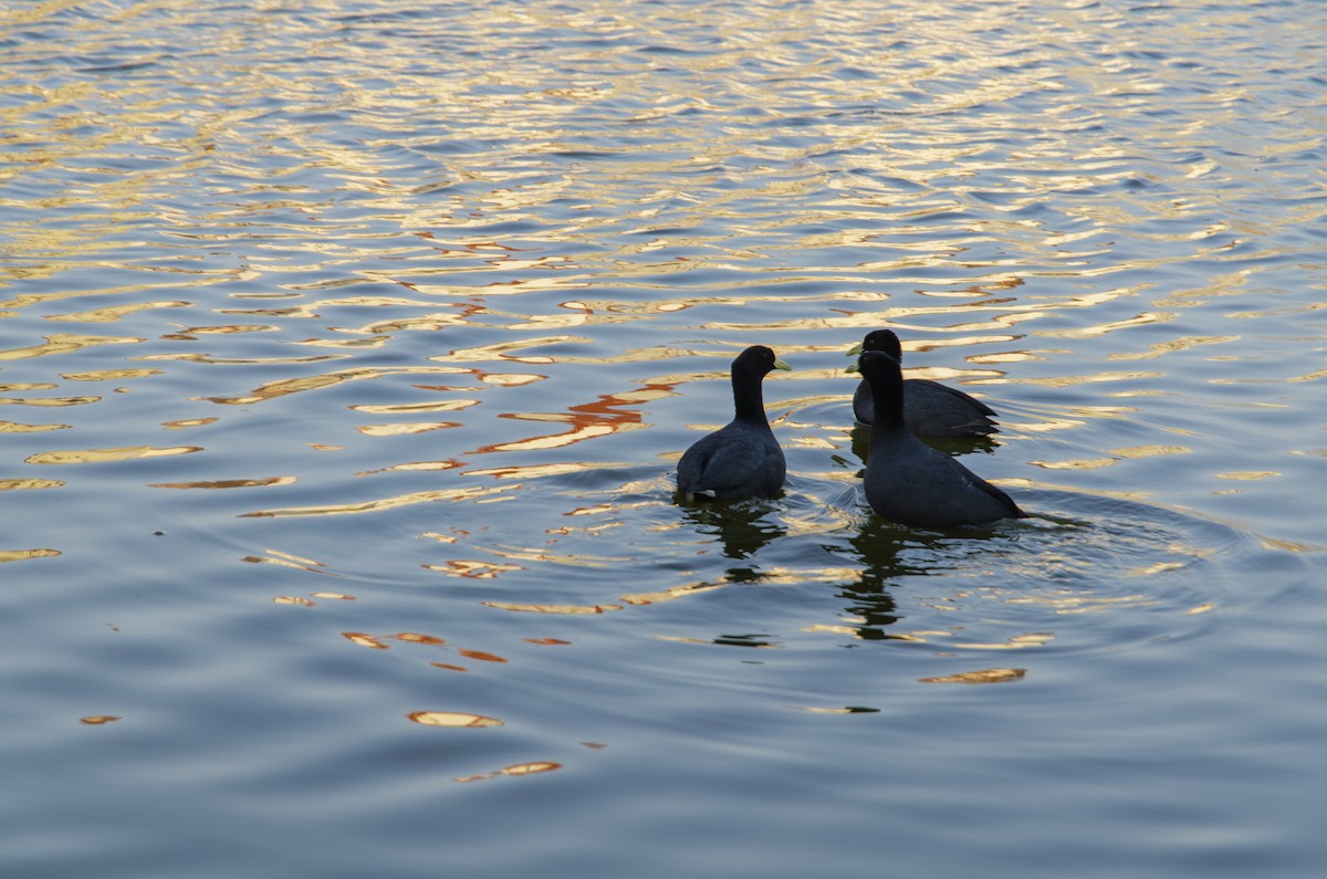 White-winged Coot - ML259267021