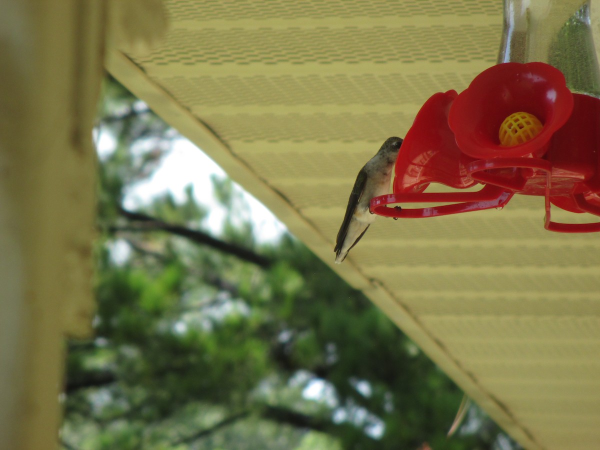 Ruby-throated Hummingbird - ML259267101