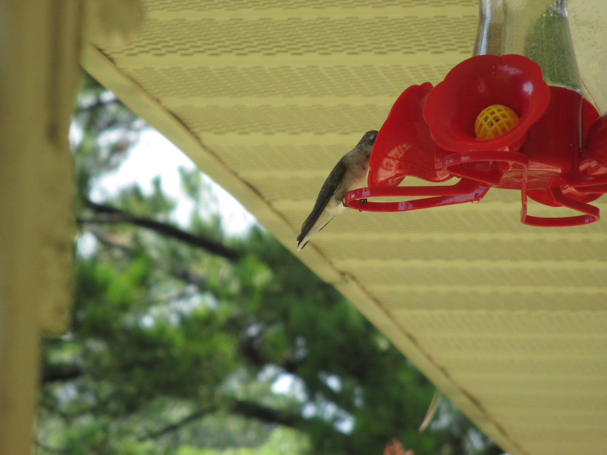 Ruby-throated Hummingbird - ML259267241