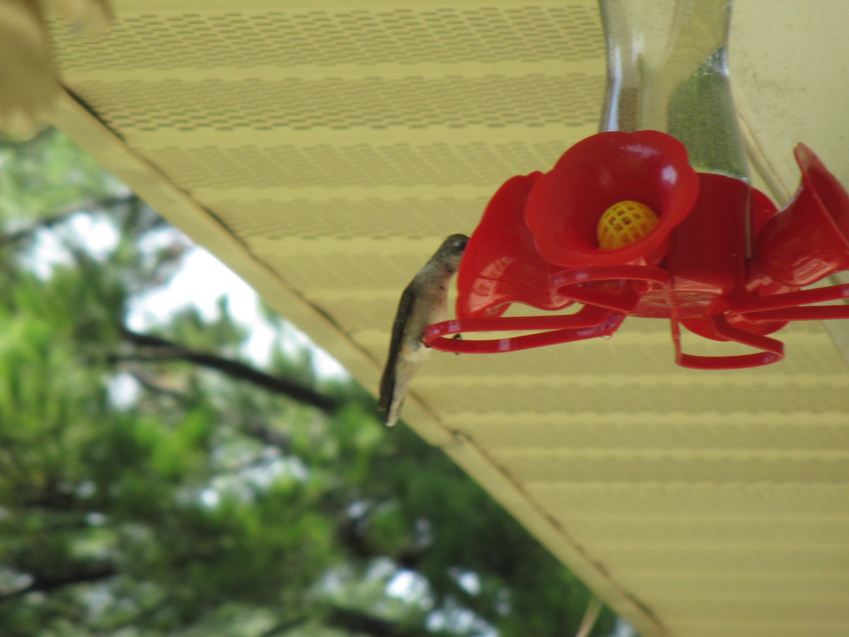 Ruby-throated Hummingbird - ML259267251