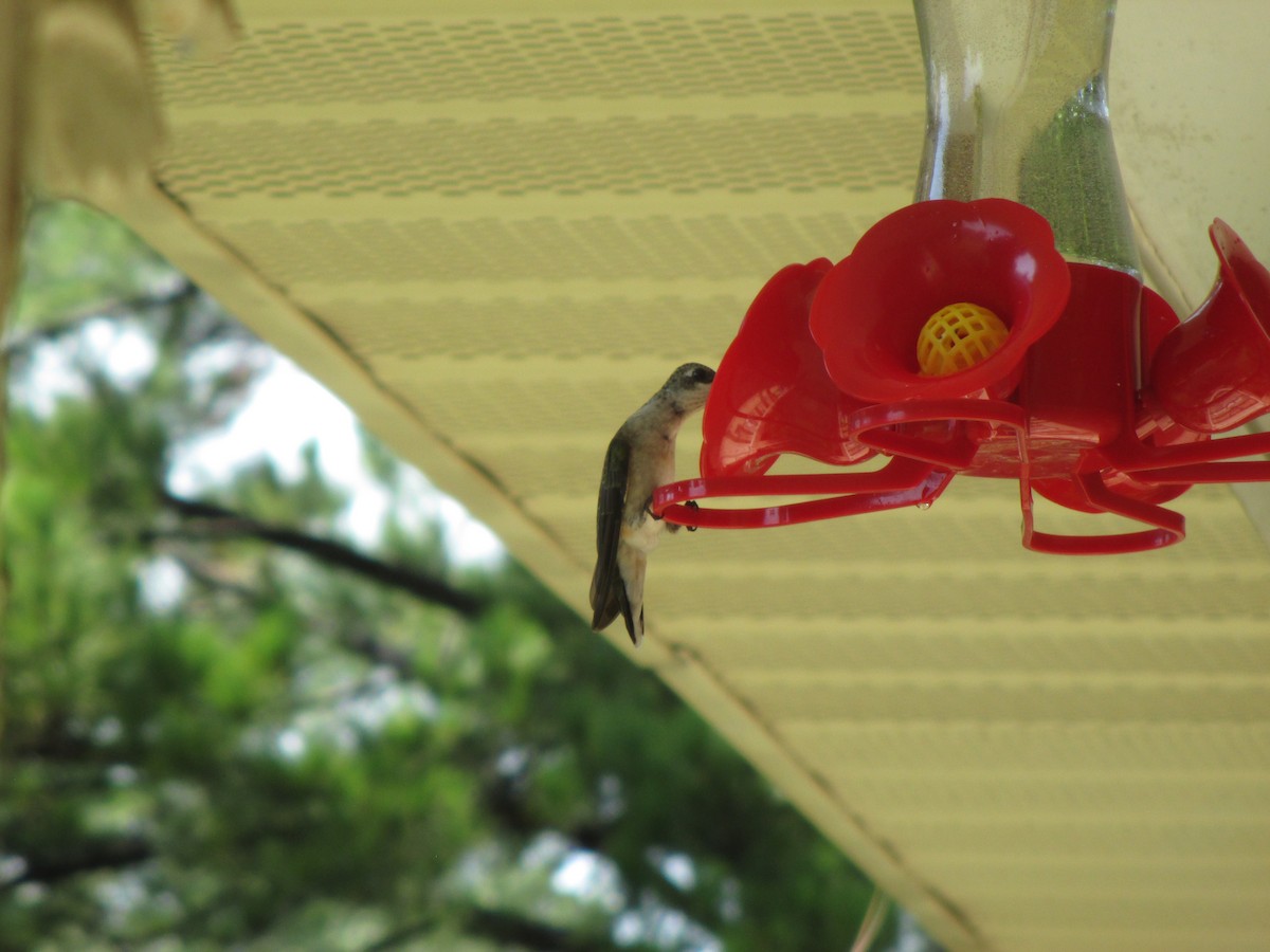 Ruby-throated Hummingbird - ML259267271