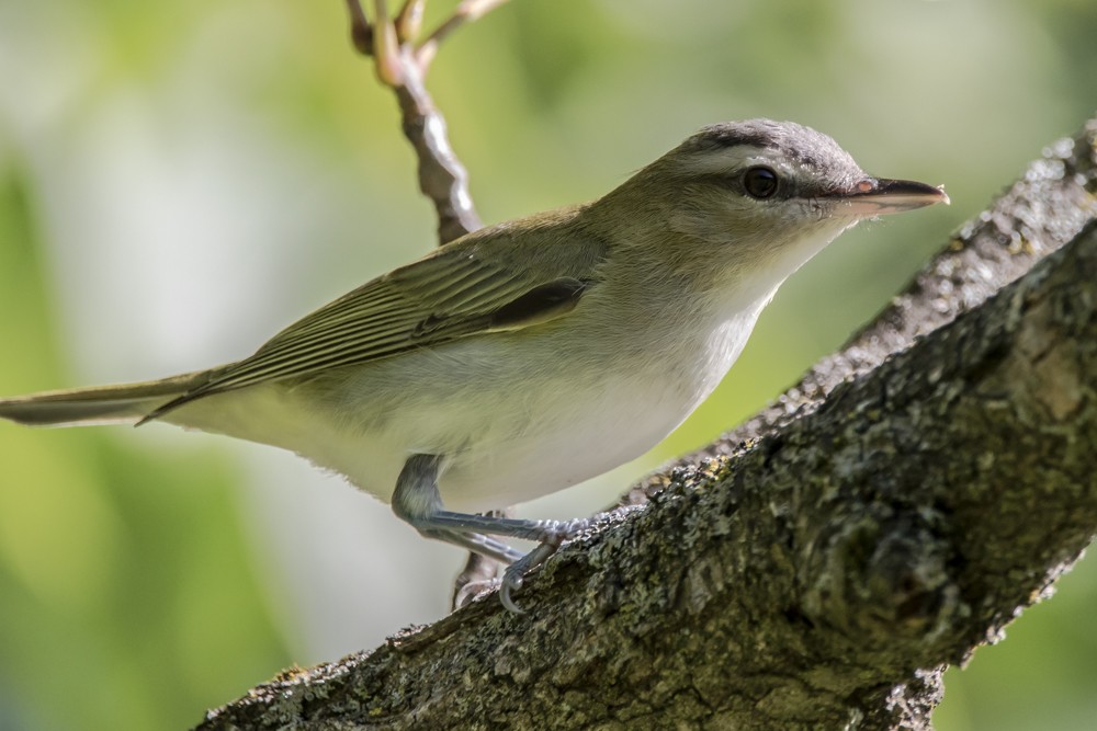 Red-eyed Vireo - ML259268531