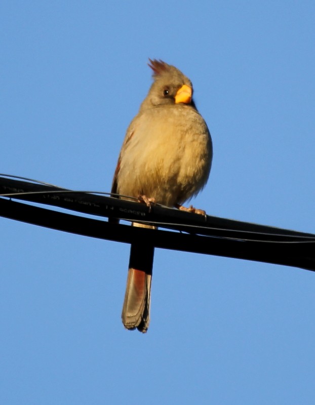 Pyrrhuloxia - ML25927121