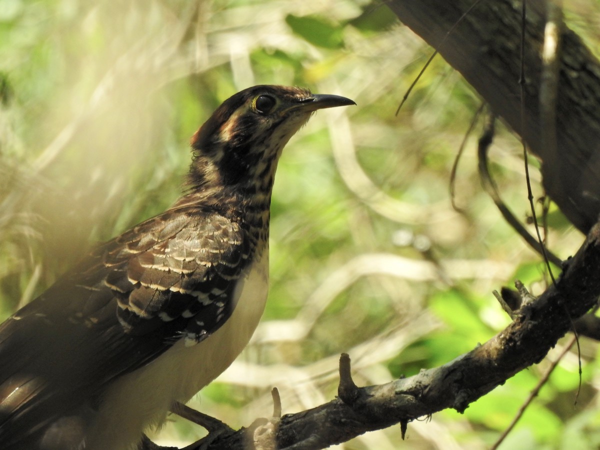 Pheasant Cuckoo - ML259271341