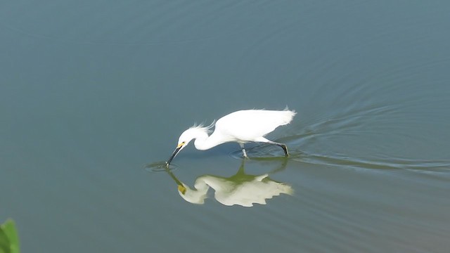 Snowy Egret - ML259271781