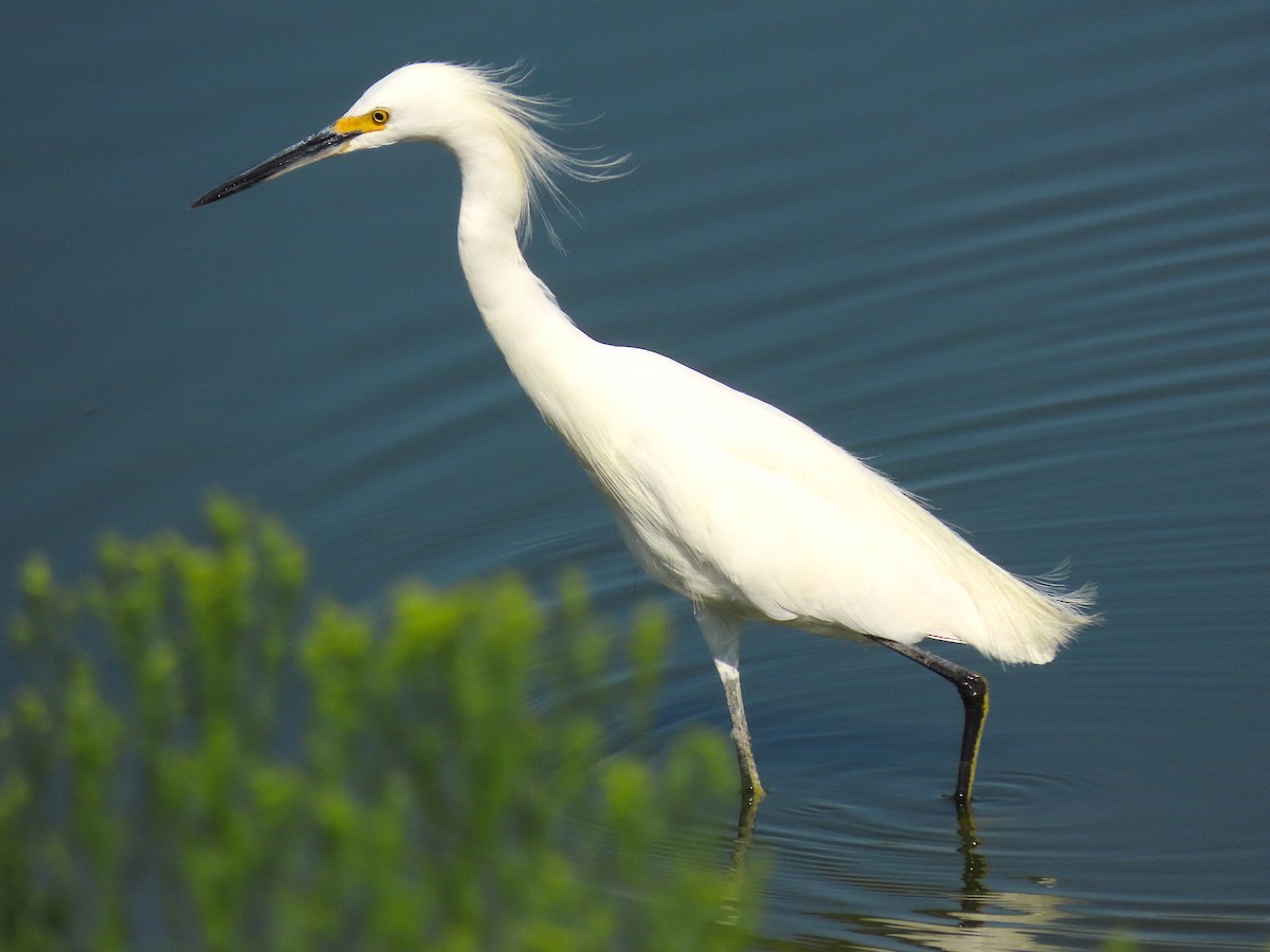 Snowy Egret - ML259272091