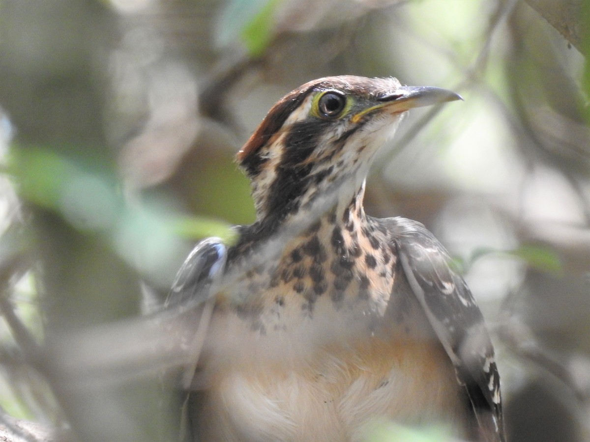 Pheasant Cuckoo - ML259272171