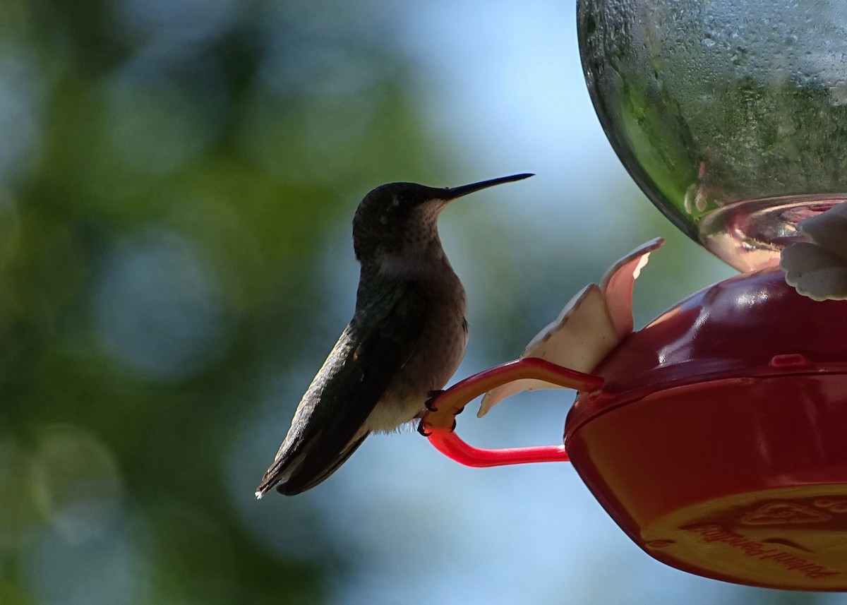 Ruby-throated Hummingbird - ML259277521