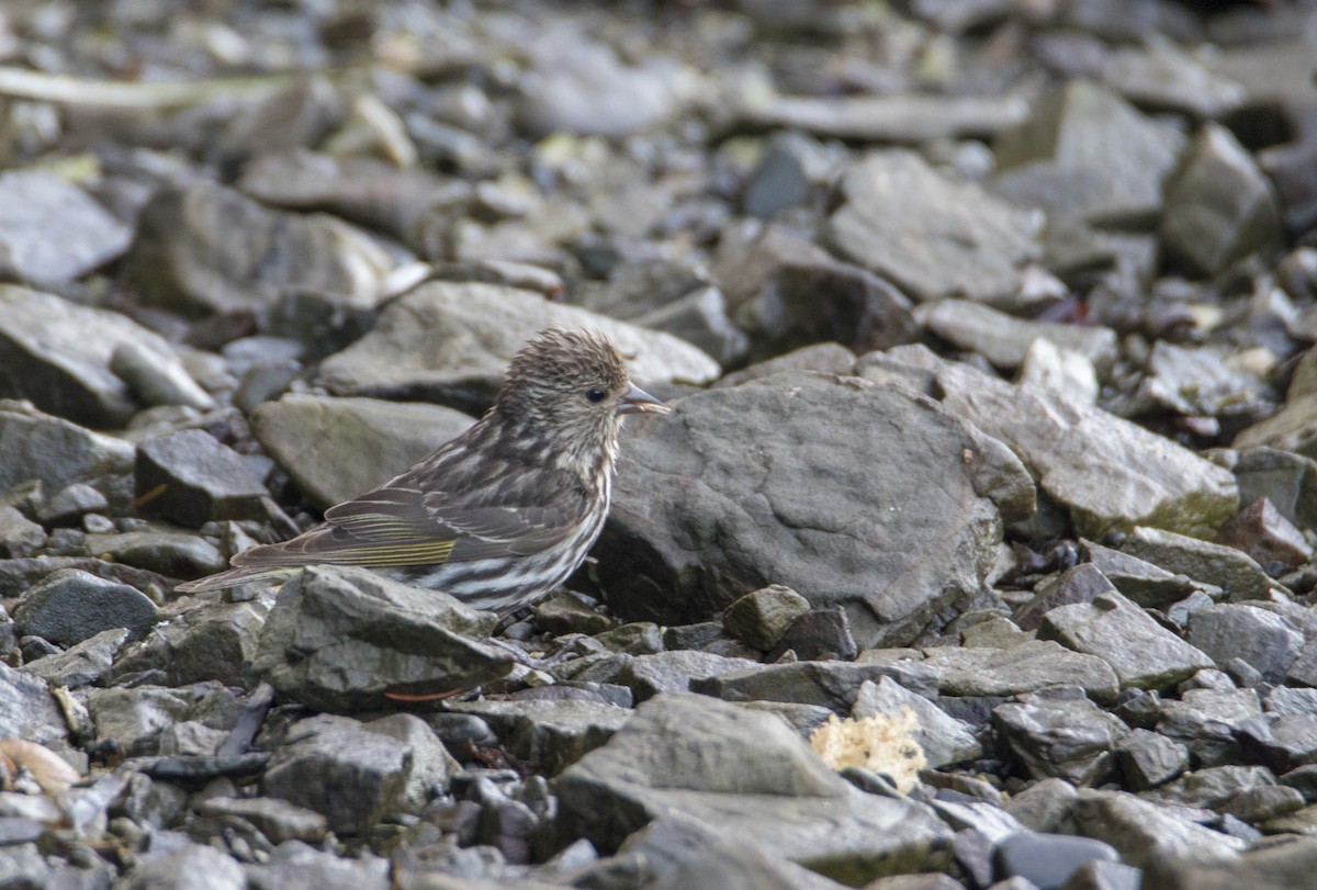 Pine Siskin - ML259278191