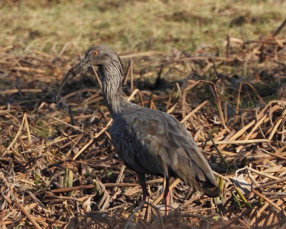 Plumbeous Ibis - ML259280701