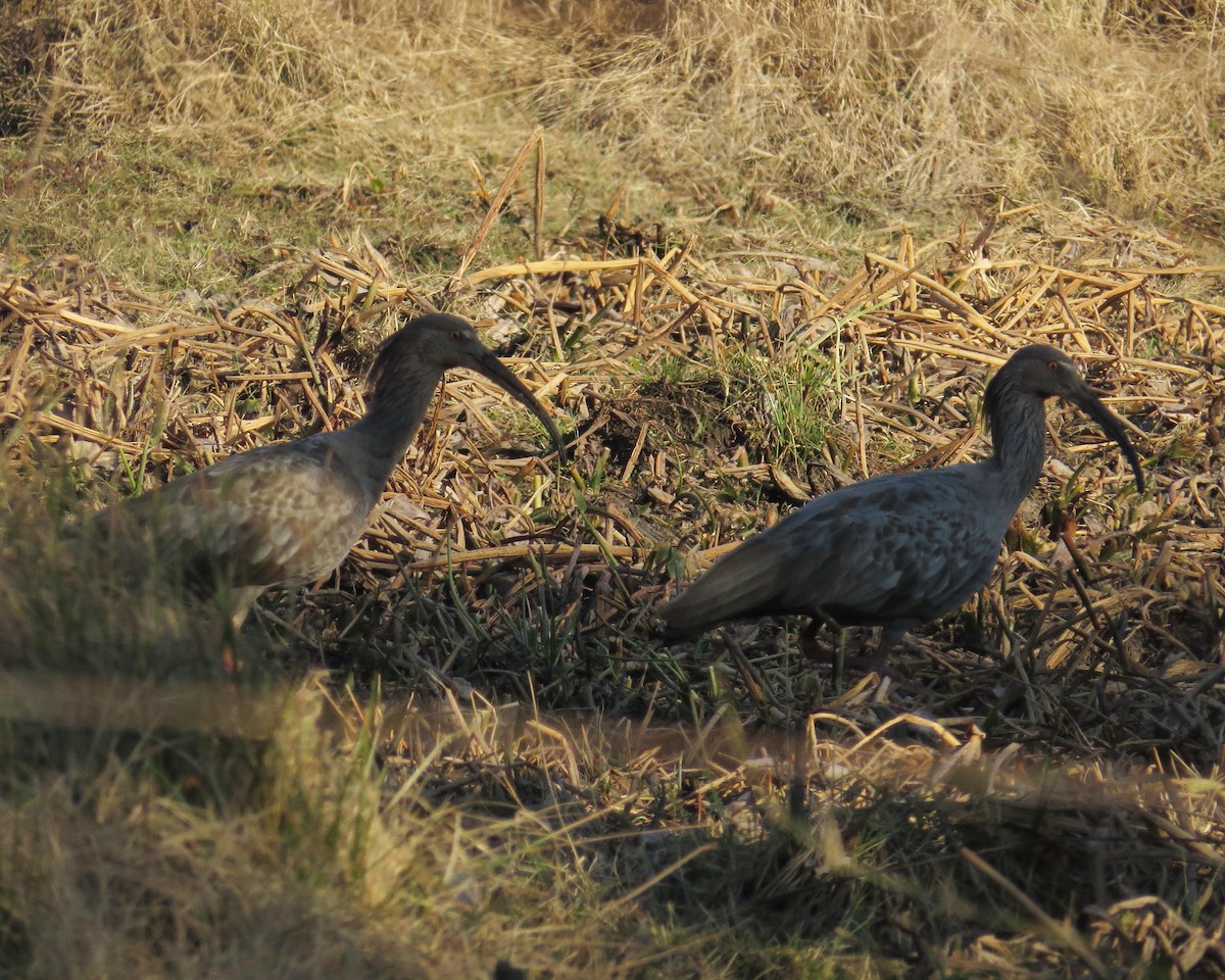 Plumbeous Ibis - Ricardo Battistino