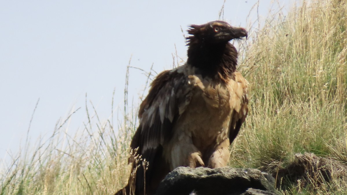 Bearded Vulture (Eurasian) - ML259281931