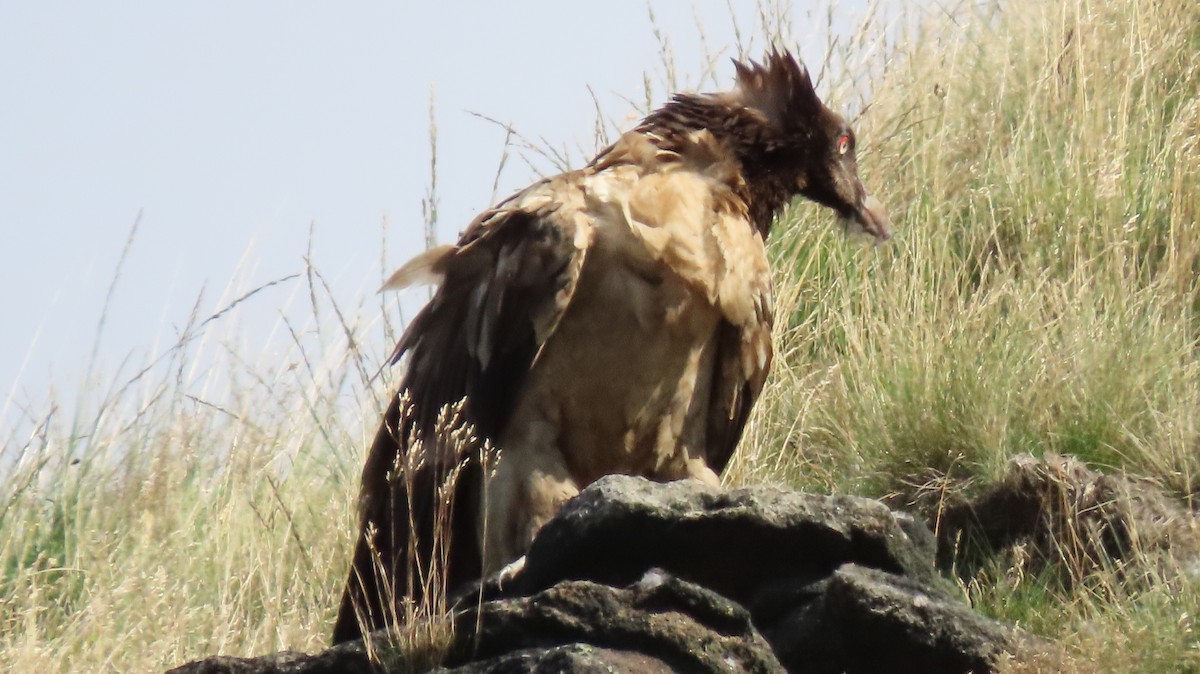 Bearded Vulture (Eurasian) - ML259281941