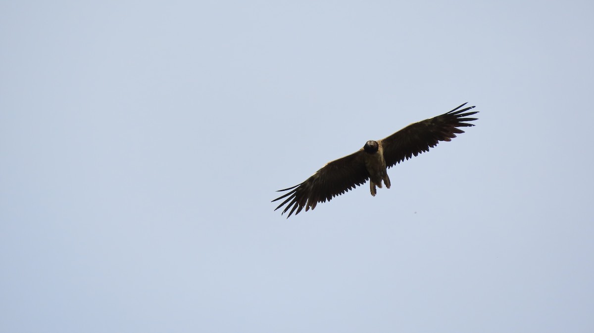 Bearded Vulture (Eurasian) - ML259281951