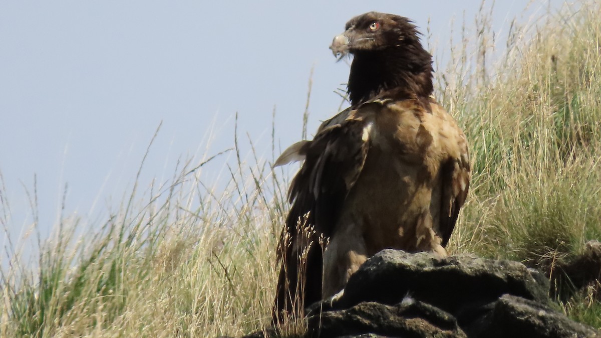 Bearded Vulture (Eurasian) - ML259281971