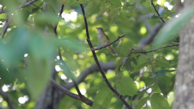 Віреон білочеревий - ML259283101