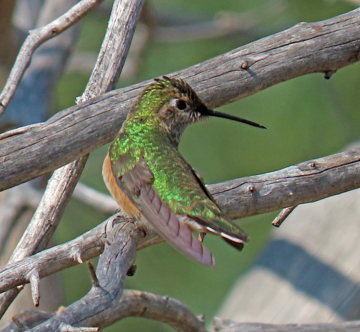 Broad-tailed Hummingbird - ML259283261