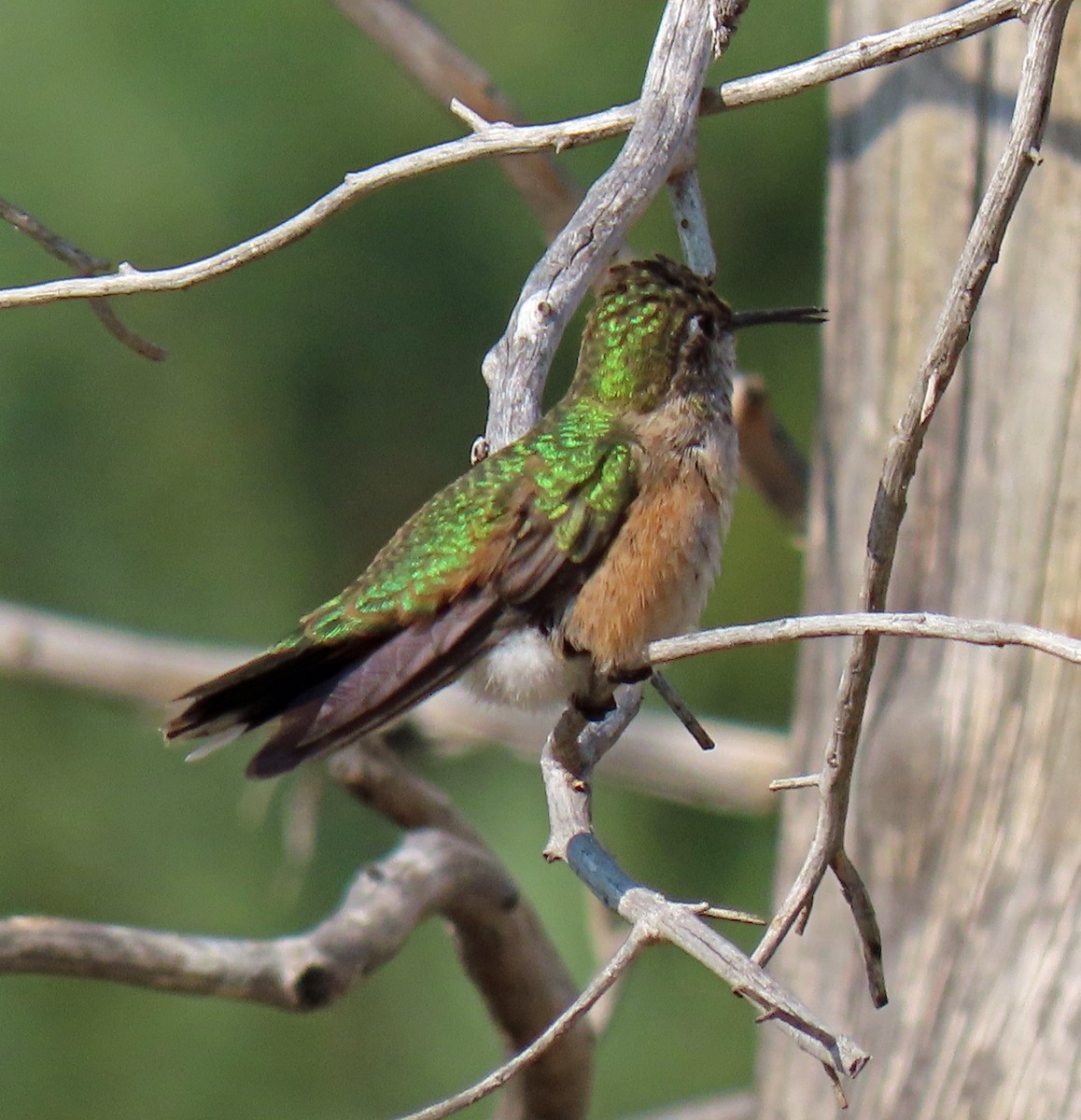 Colibri à queue large - ML259283481