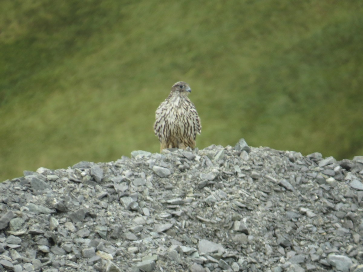 Gyrfalcon - ML259284141