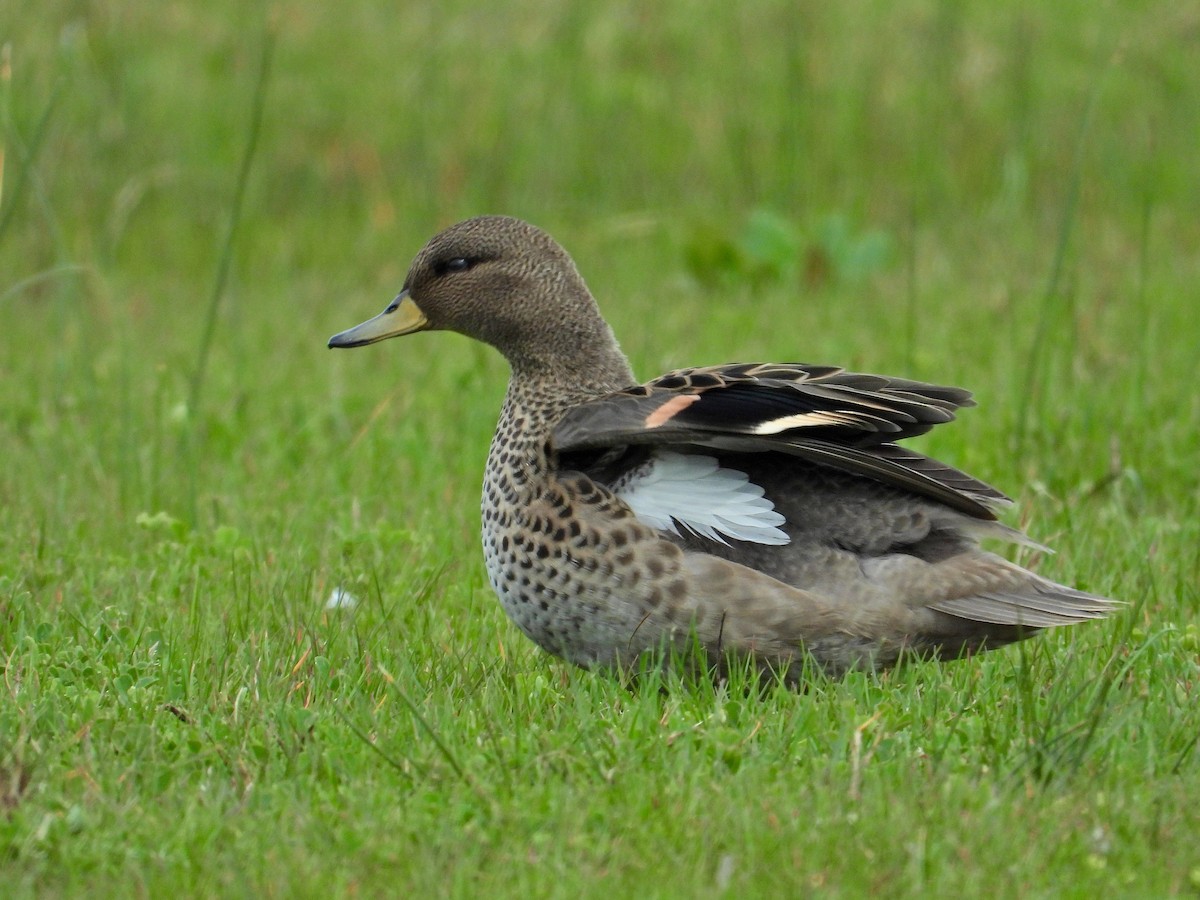 Yellow-billed Teal - ML259284601