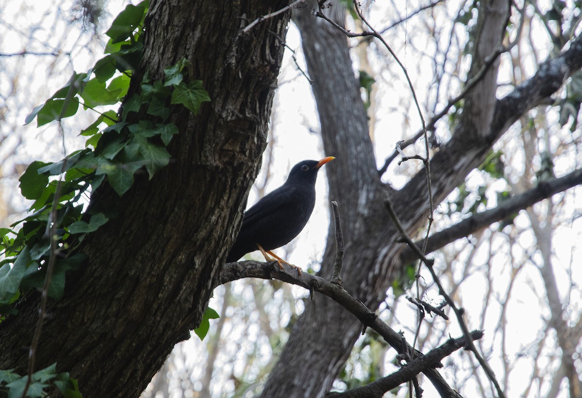 Chiguanco Thrush - ML259285041