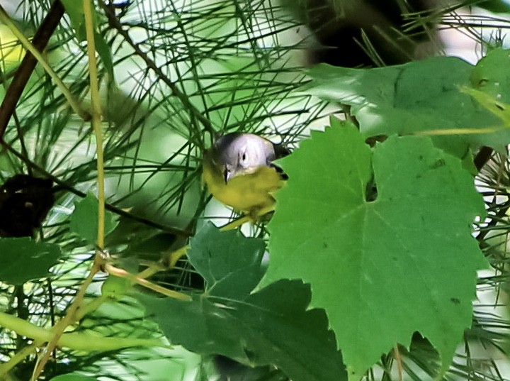 Nashville Warbler - ML259285871