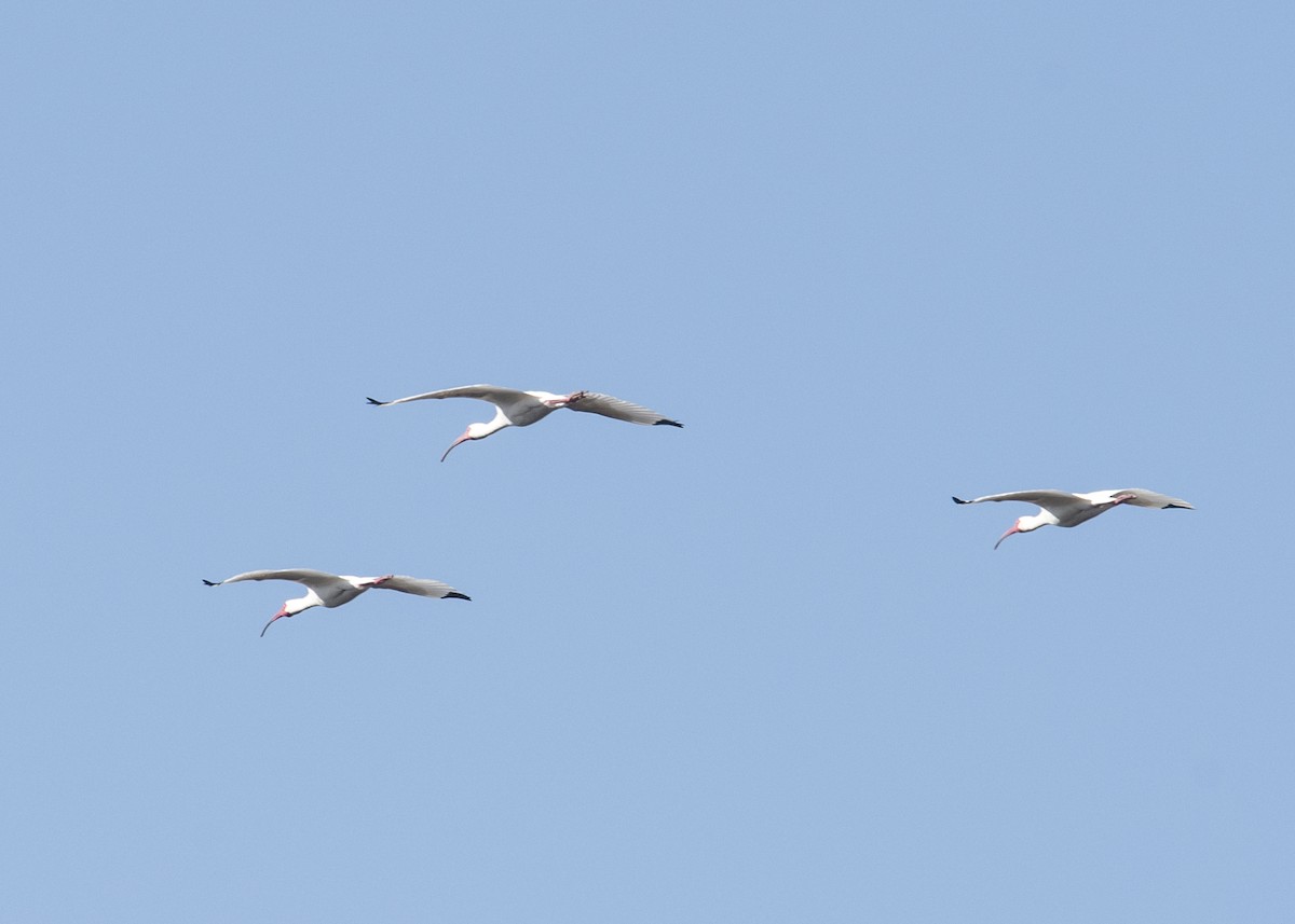 White Ibis - Michael Linz