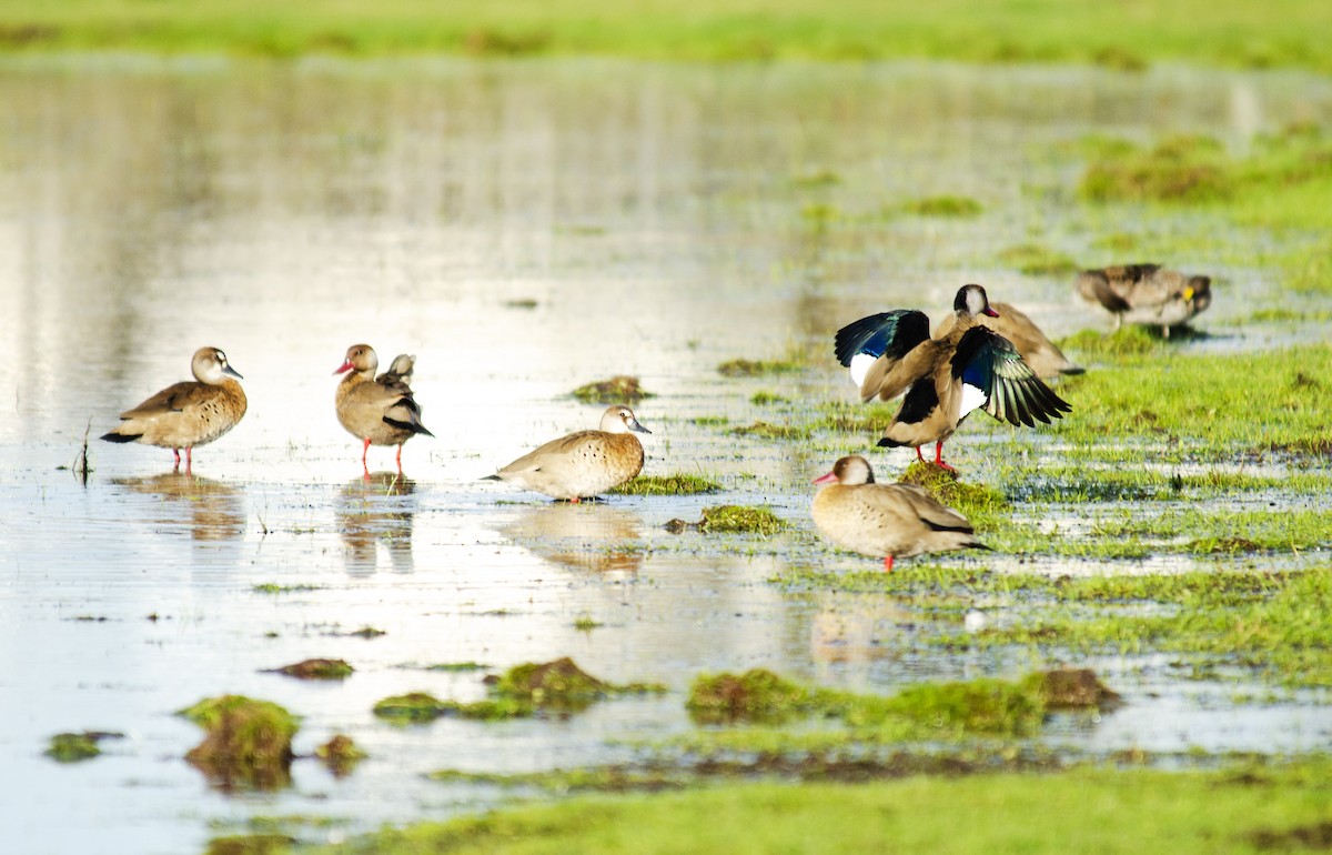 Brazilian Teal - ML259287301