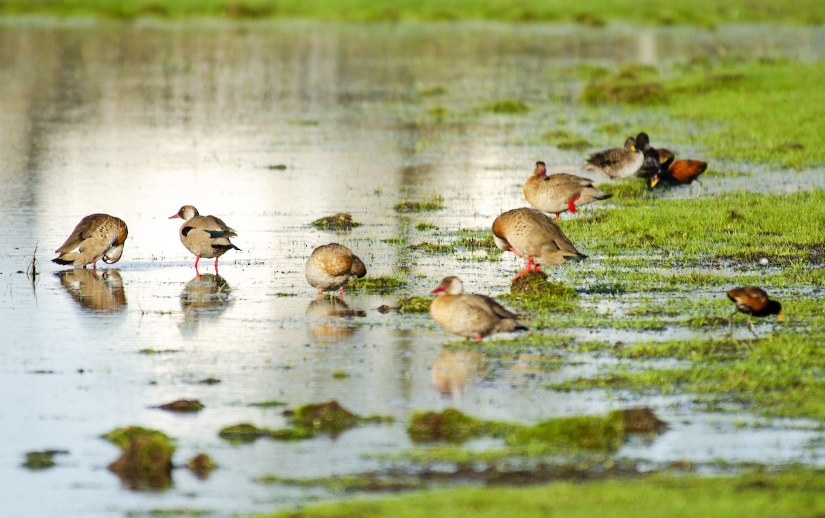 Brazilian Teal - ML259287361