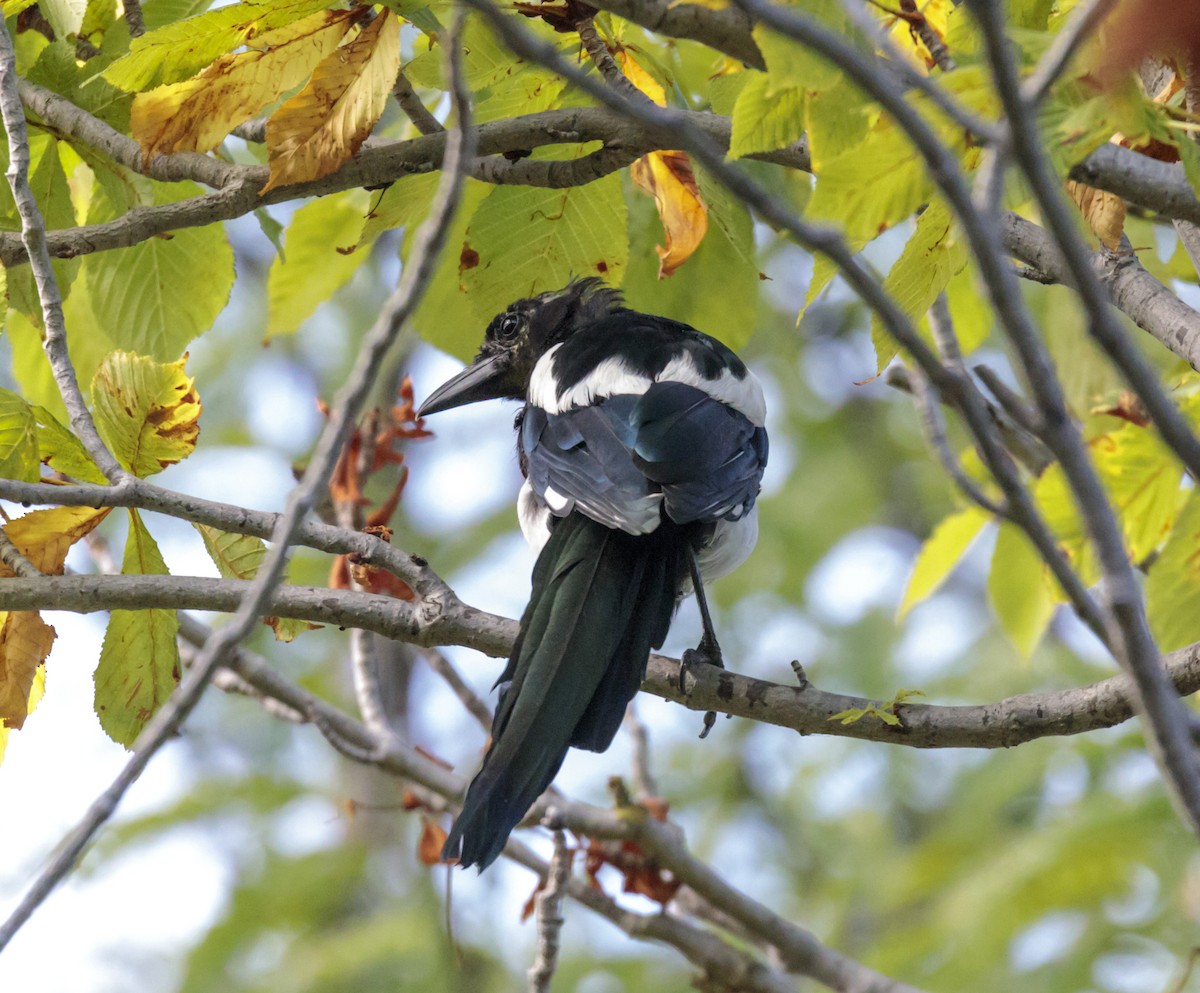 Eurasian Magpie - ML259288231