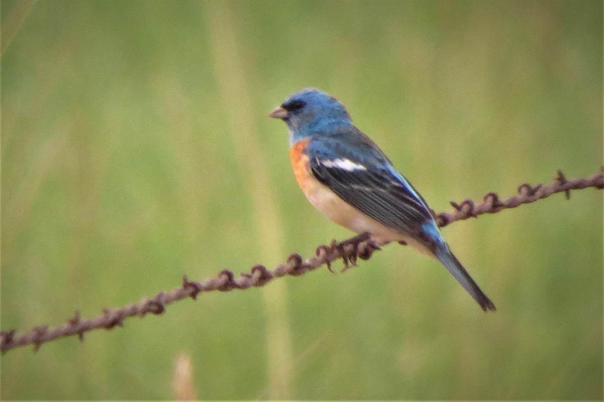 Lazuli Bunting - ML259288241