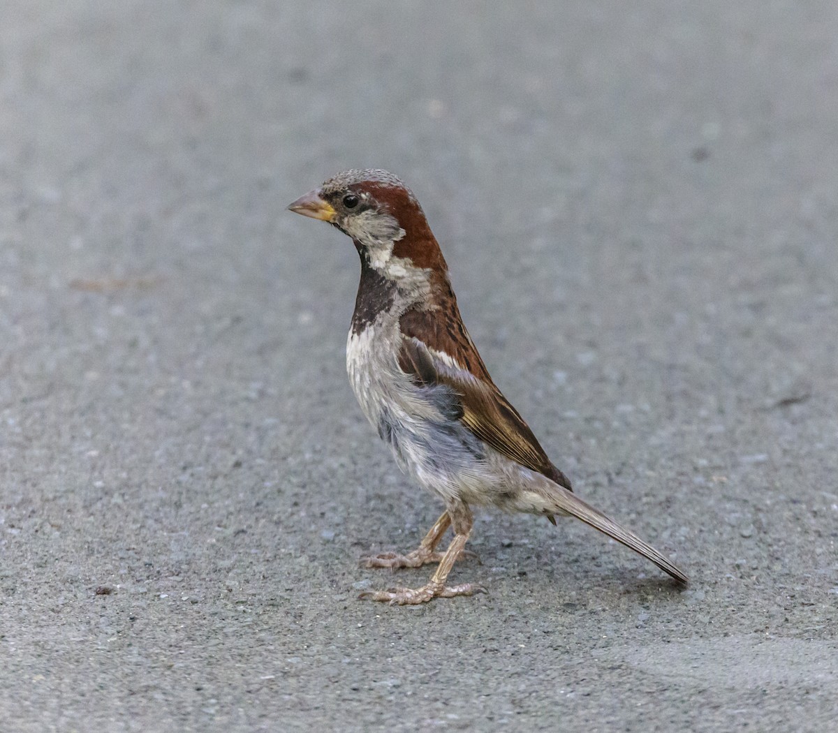 Moineau domestique - ML259288441