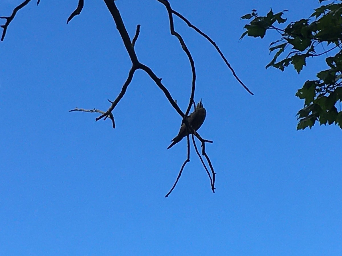 Brown Booby - ML259288521