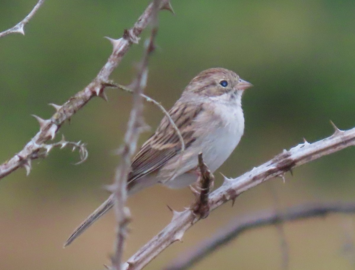 Brewer's Sparrow - Jay Withgott
