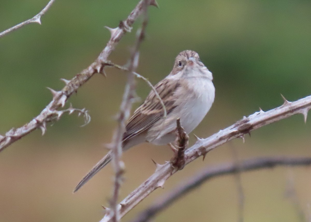 Brewer's Sparrow - Jay Withgott