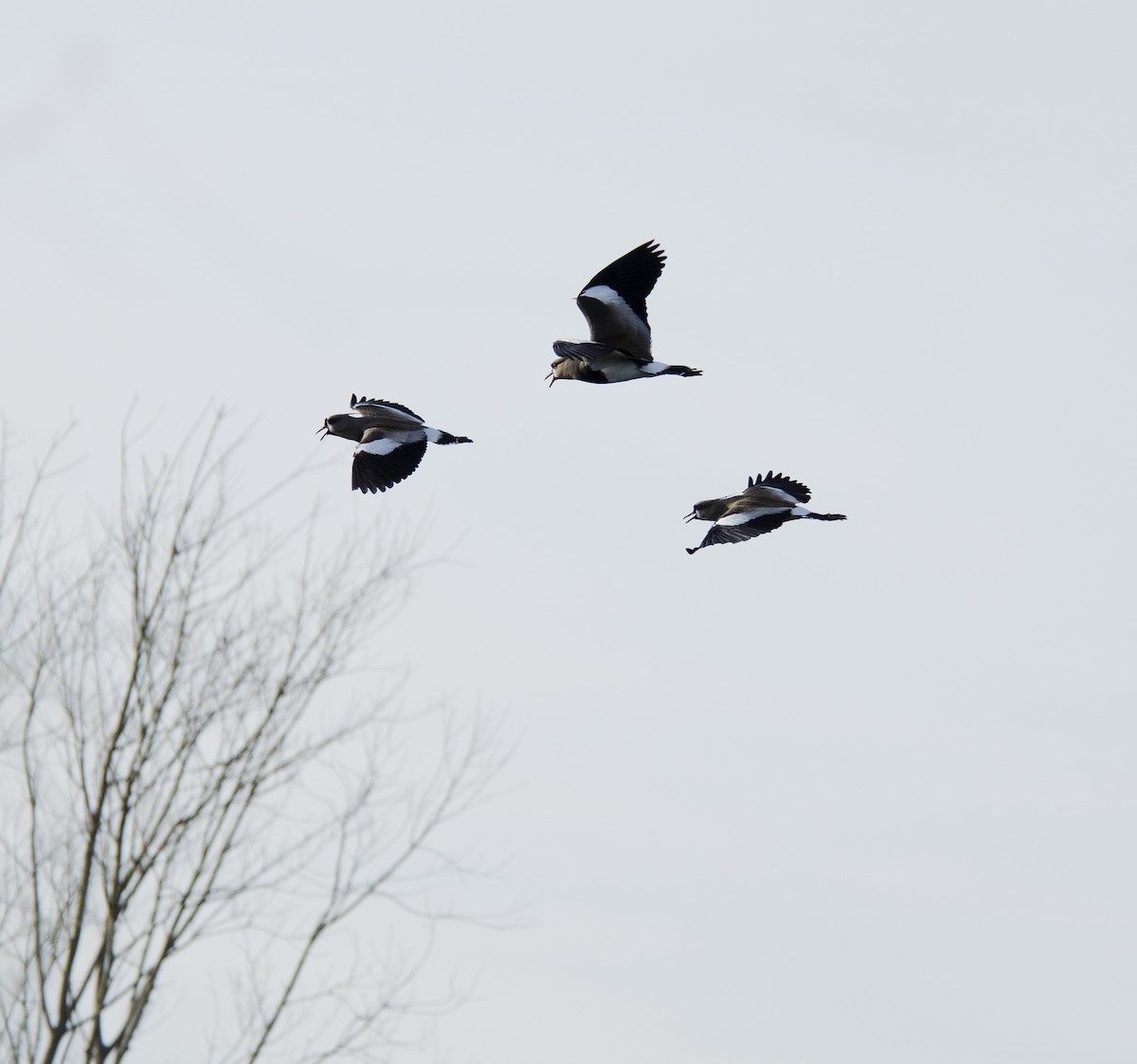 Southern Lapwing - ML259288931