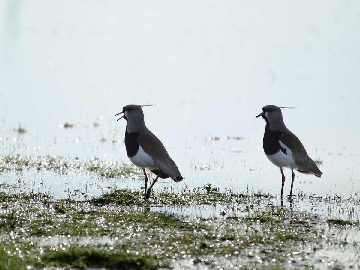 Southern Lapwing - ML259289041